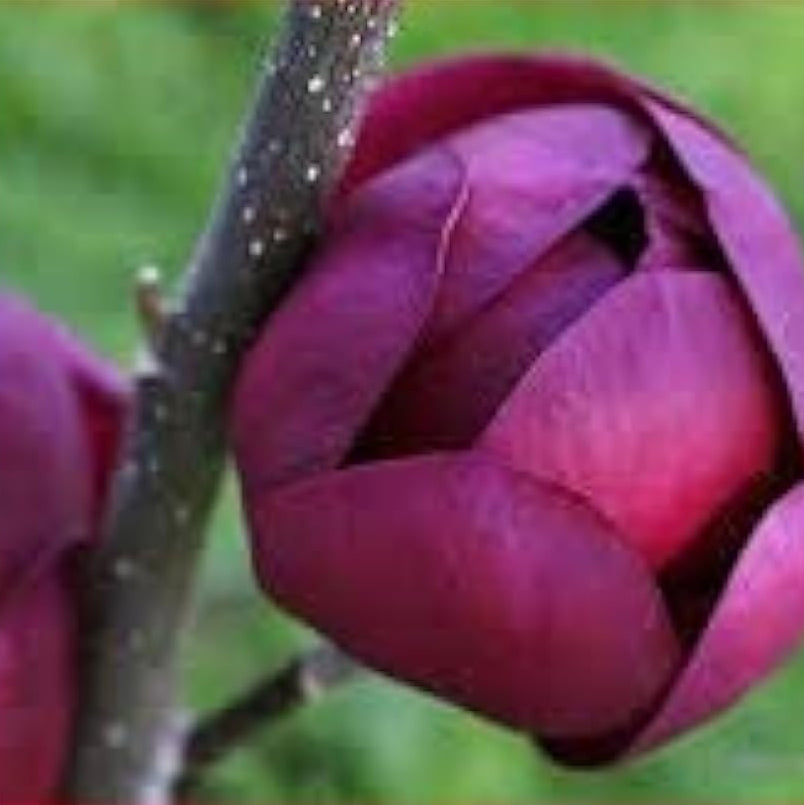 Deep Purple Magnolia Seeds up to 50%