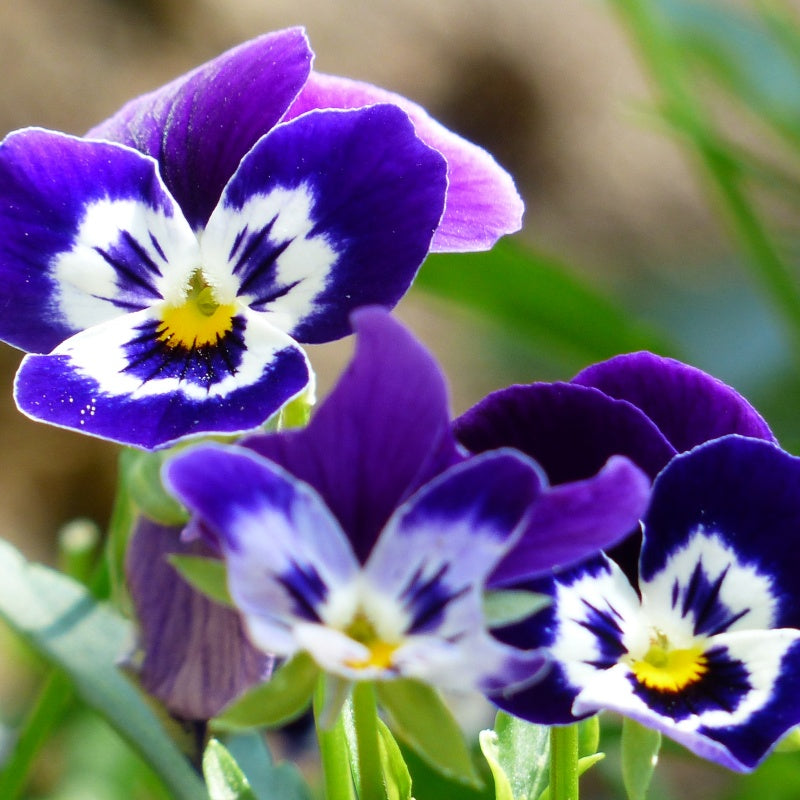 Pansy Flower Seeds  up to 50%