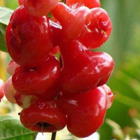 Rose Apple Fruit Seeds up to 50%