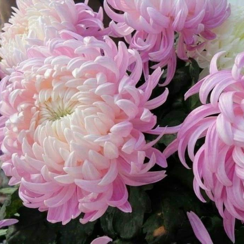 Chrysanthemums seeds up to 50%