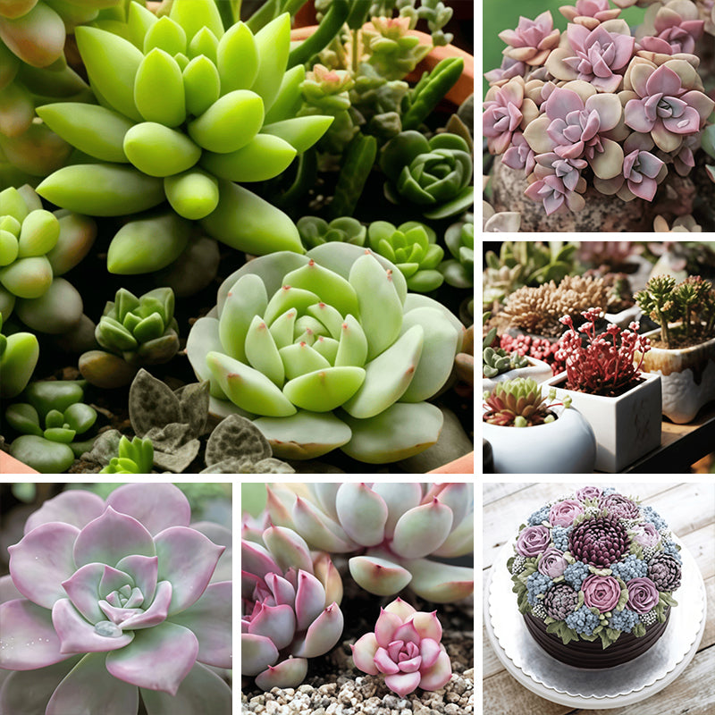 Succulent seeds up to 50%