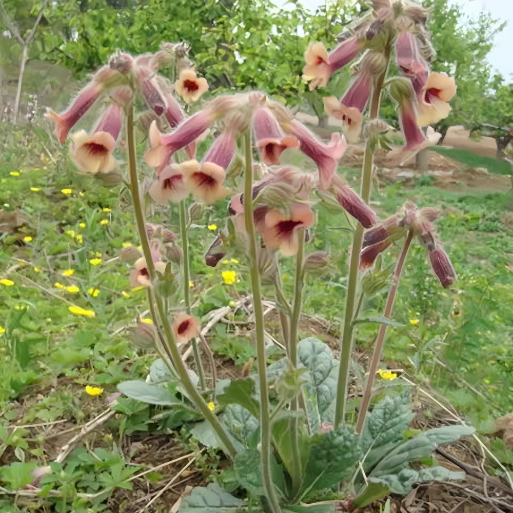 Rehmannia Glutinosa Seeds - High Germination Onsaleseeds