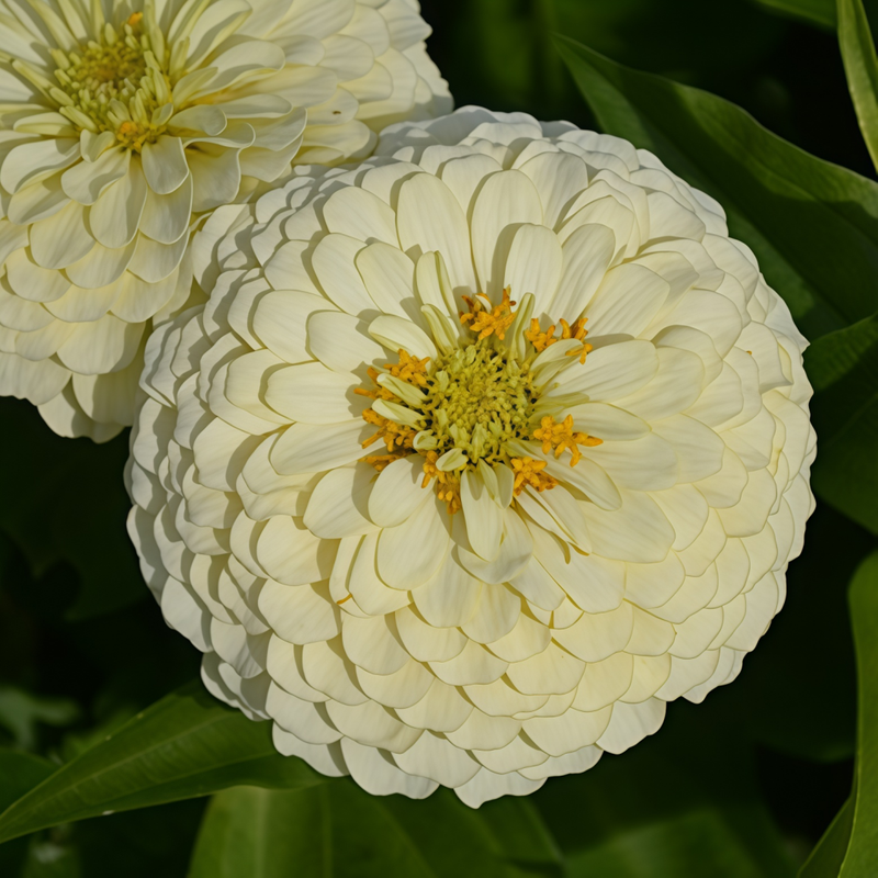 Zinnia Elegans Seeds - White Larger Packet High Germination 300-1500 Onsaleseeds