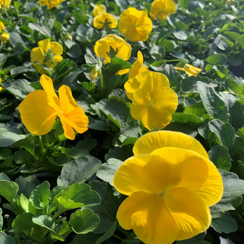 Viola Yellow Seeds up to 50%