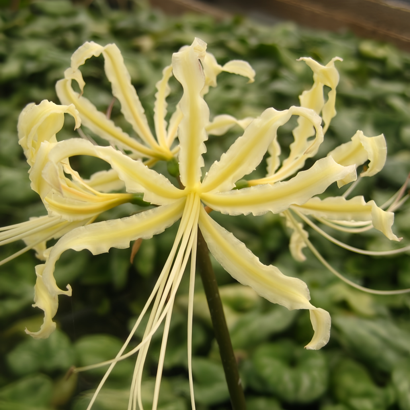 Red Spider Lily (Lycoris Radiata) Lemon Yellow Bulbs up to 50%