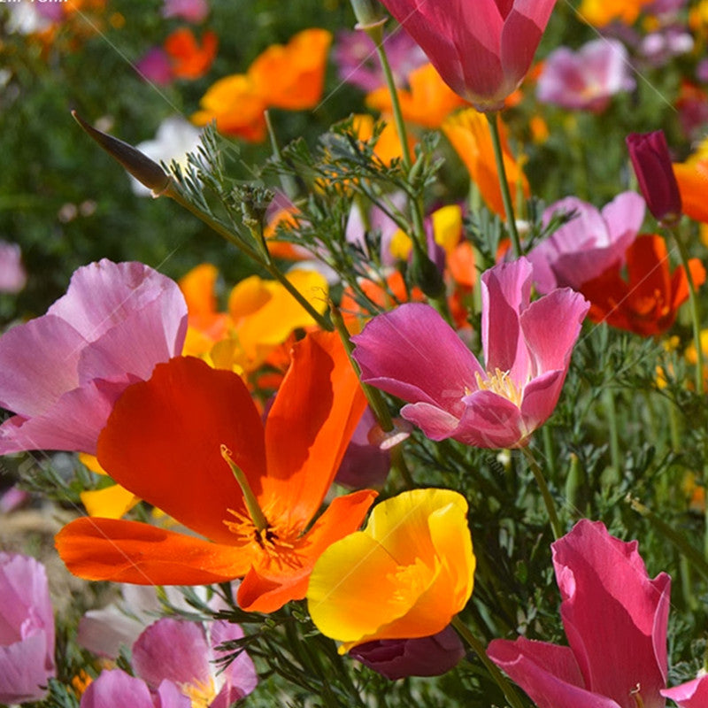 Eschscholzia Californica Mix Seeds up to 50%