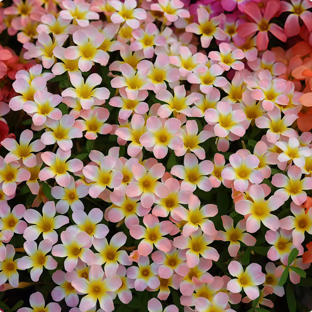 Oxalis Bulbs Collection – Pink, White, Peach Glow, Sunrise, Shy Moon, Medusa, Candy Box – Early Blooming Varieties