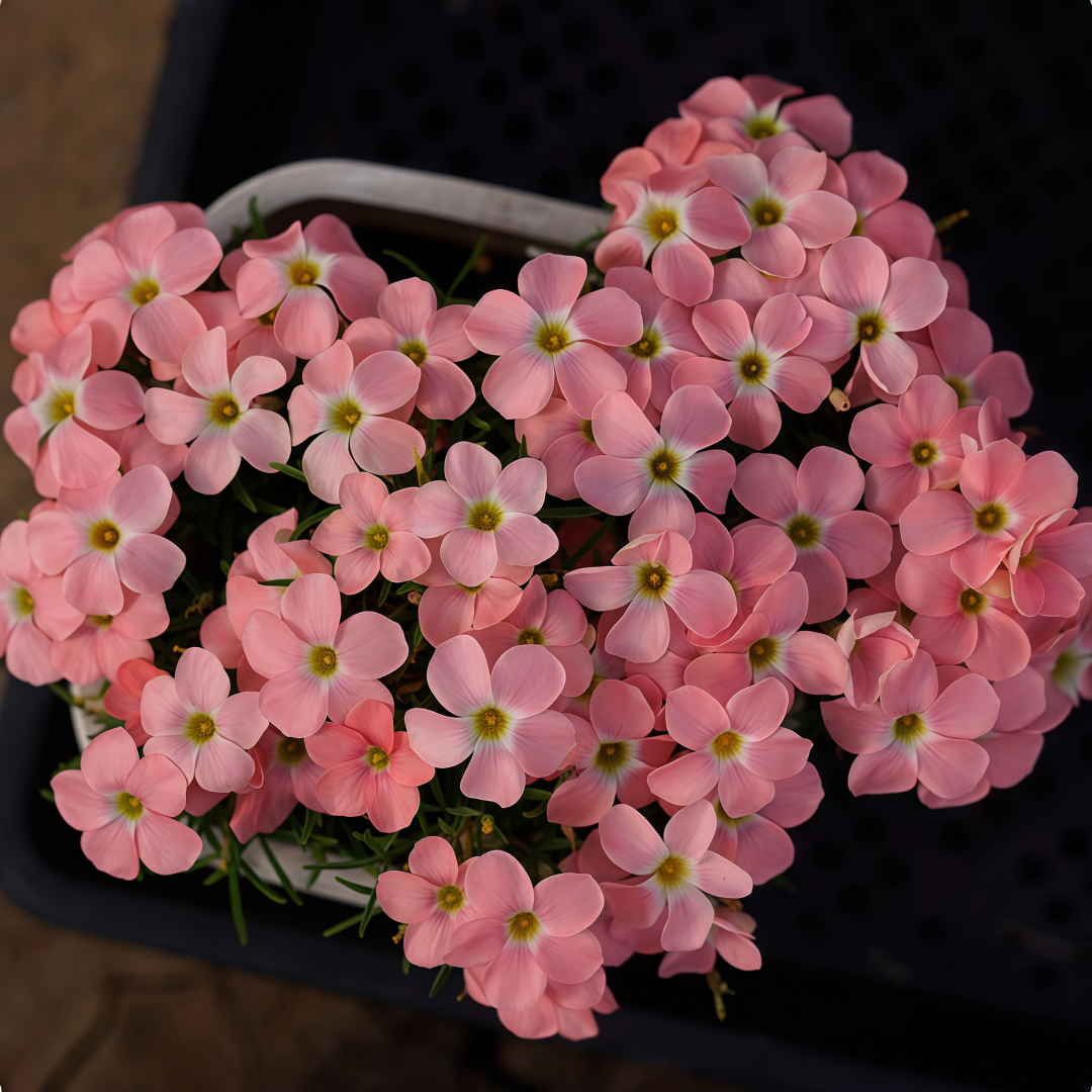 Oxalis Bulbs Collection – Pink, White, Peach Glow, Sunrise, Shy Moon, Medusa, Candy Box – Early Blooming Varieties