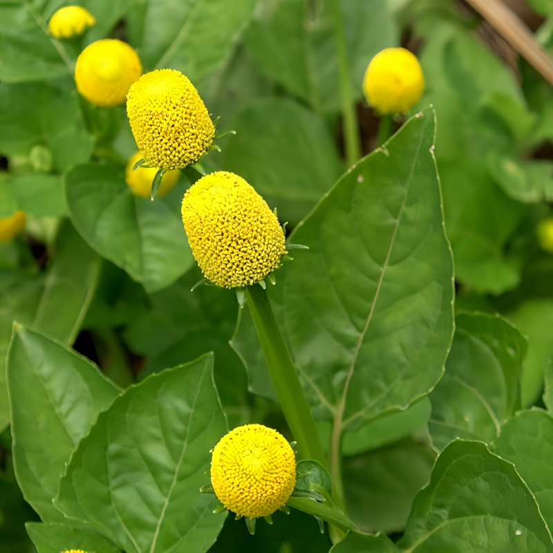 Acmella Oleracea Yellow Seeds up to 50%