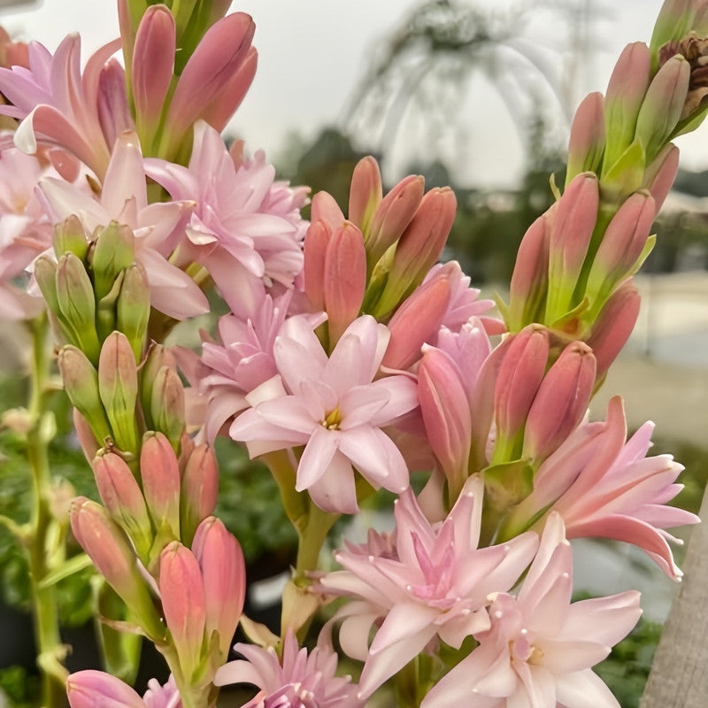 Tuberose Bulbs - Pink