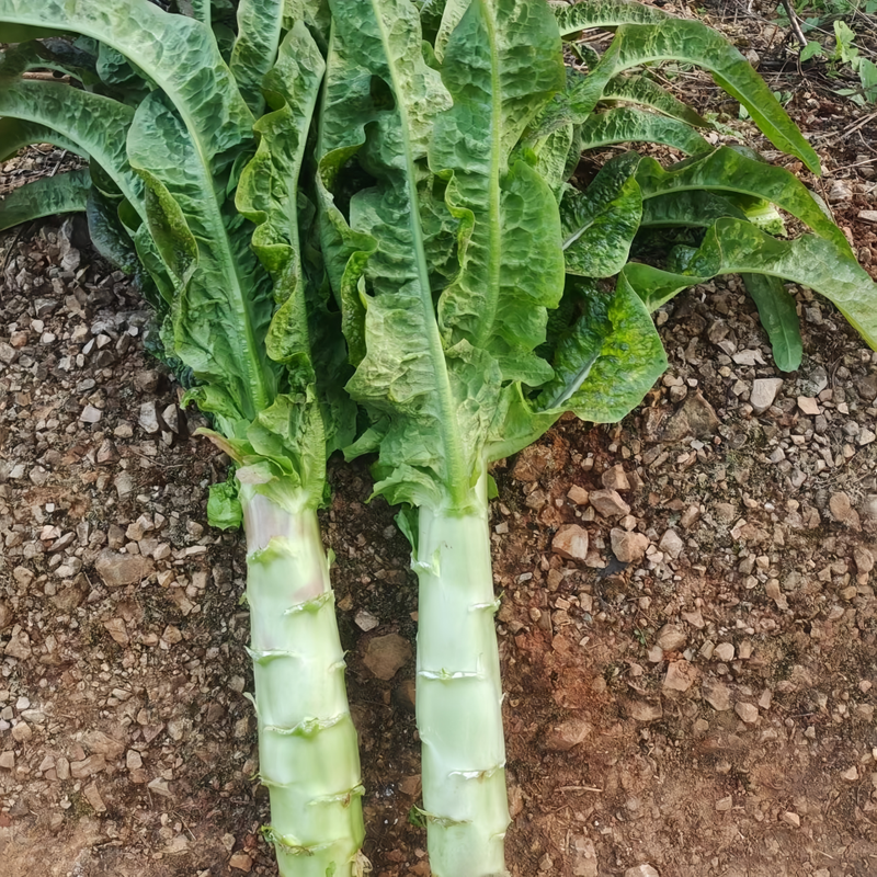 Lactuca Sativa L. - Larger Packet High Germination 3000-15000 Onsaleseeds