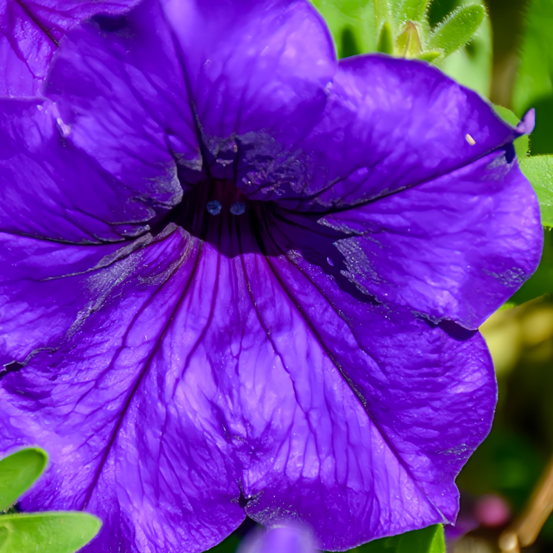 Petunia Hybrida Seeds - Purplish Red Larger Packet High Germination 1000-5000 Onsaleseeds