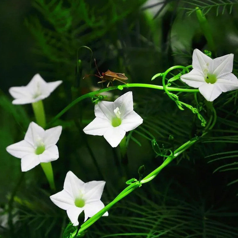 Ipomoea Quamoclit Seeds - Mix High Germination Onsaleseeds