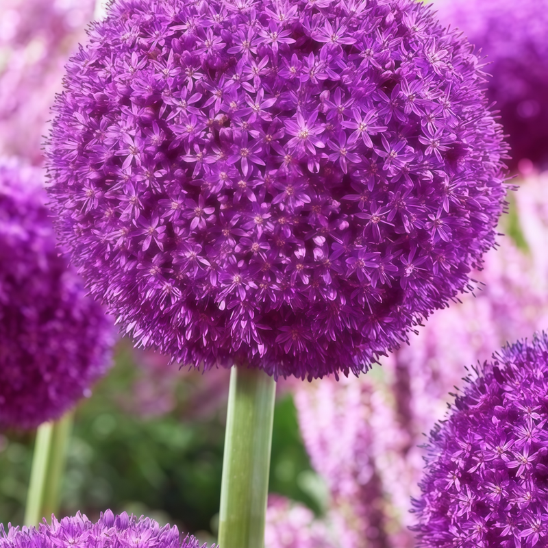 Allium Schoenoprasum Seeds - Purplish Red Larger Packet High Germination 1200-5000 Onsaleseeds
