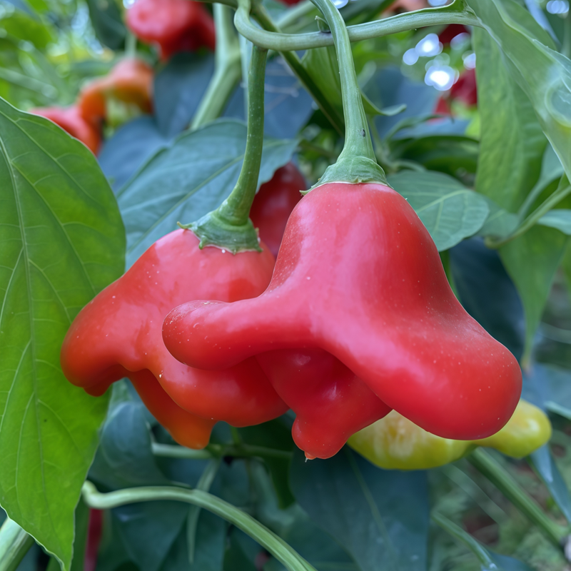Capsicum Annuum Var. - Bat Larger Packet High Germination 200-1000 Onsaleseeds