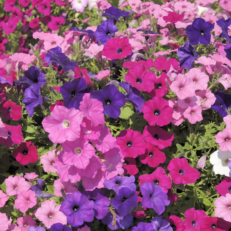 Petunia Hybrida Seeds - Mix Larger Packet High Germination 1500-7500 Onsaleseeds