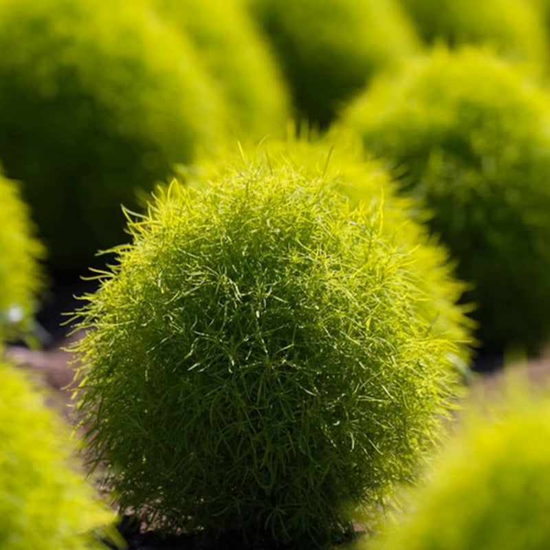 Kochia Scoparia Seeds - Green Larger Packet High Germination 6000-30000 Onsaleseeds