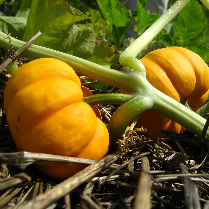 Cucurbita Moschata - Golden Orange High Germination Onsaleseeds