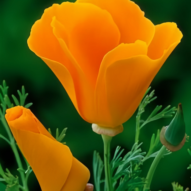 Eschscholzia Californica Orange Seeds up to 50%