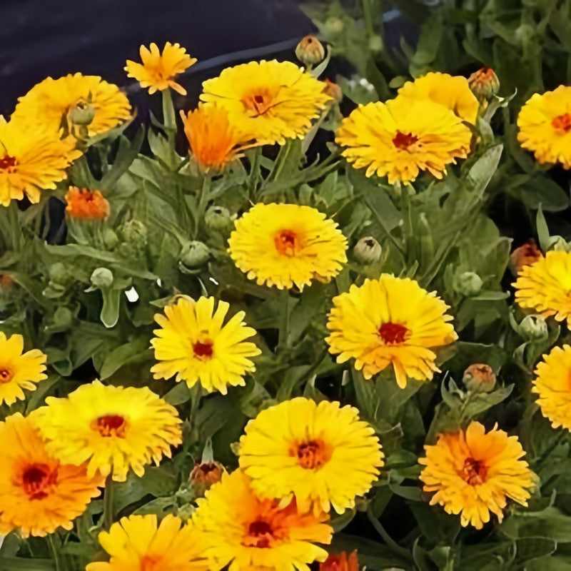 Calendula Seeds - Yellow Larger Packet High Germination 2000-10000 Onsaleseeds