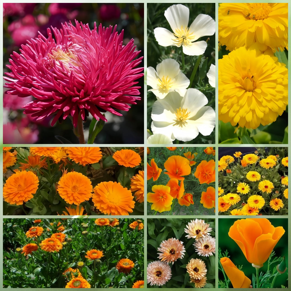 Wildflower Seeds - Multicolored Mix Includes Dwarf morning-glory, Coreopsis Tinctoria, Garden Verbena, etc.