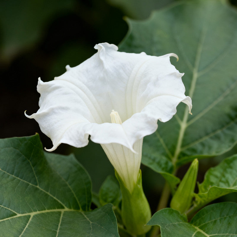 Datura Stramonium Seeds - White Larger Packet High Germination 800-4000 Onsaleseeds