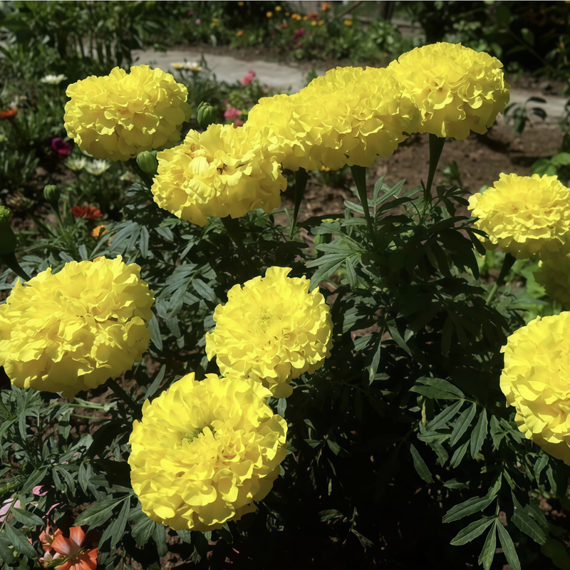 African Marigold Seeds - Cream-Colored Larger Packet High Germination 500-2500 Onsaleseeds