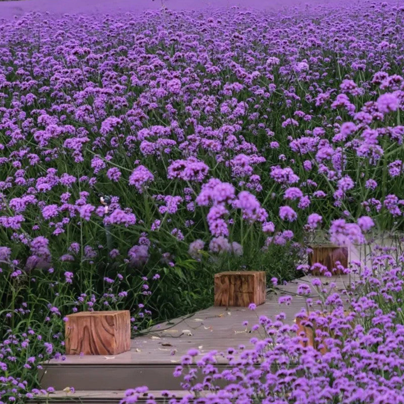 Verbena Officinalis Seeds - Purplish Red Larger Packet High Germination 4000-20000 Onsaleseeds