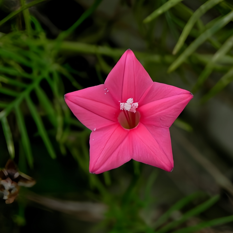 Ipomoea Quamoclit Seeds - Pink High Germination Onsaleseeds