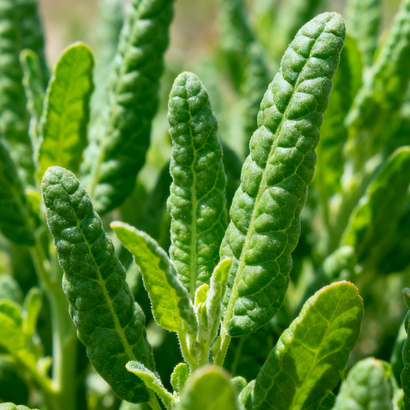 Atriplex Horuensis Seeds Green up to 50% Large Pack · 2600-260000 Seeds