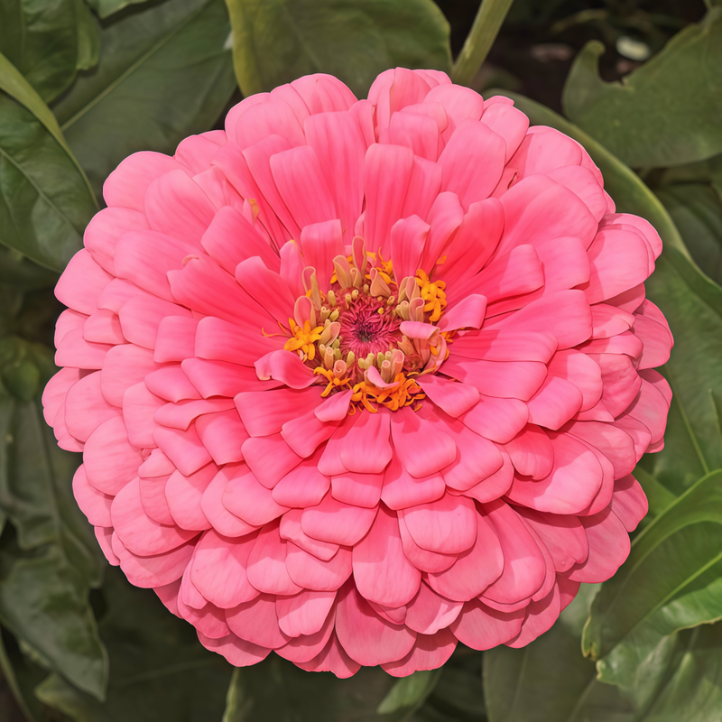 Zinnia Elegans Seeds - Rose Red Larger Packet High Germination 300-1500 Onsaleseeds