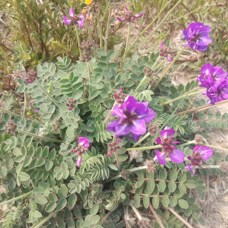 Manyflower Gueldenstaedtid Herb Seeds - Larger Packet High Germination 500-2000 Onsaleseeds