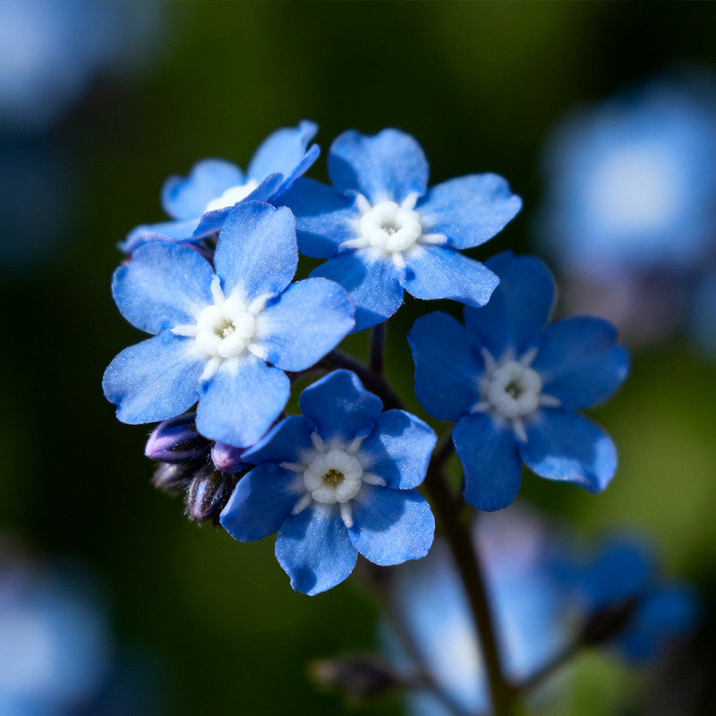 Statice Seeds - Blue White Heart Larger Packet High Germination 800-4000 Onsaleseeds