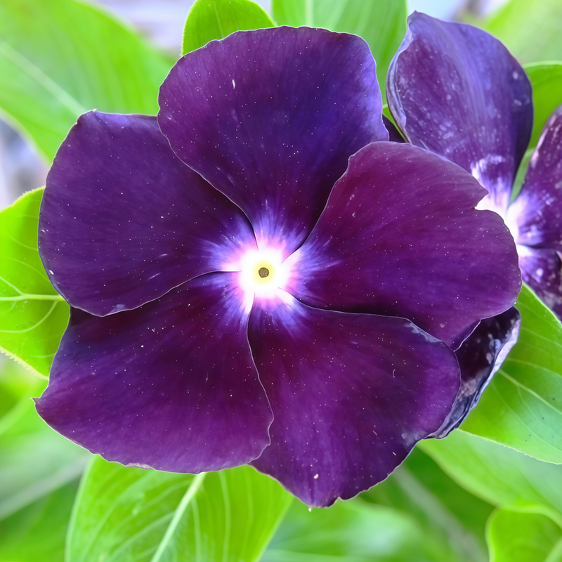 Vinca Seeds - Catharanthus Roseus Balck Larger Packet High Germination 300-2000 Onsaleseeds