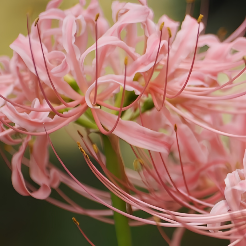 Red Spider Lily (Lycoris Radiata) Pink Bulbs up to 50%