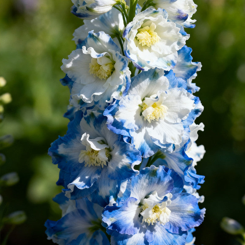Delphinium Elatum Seeds - Mix Larger Packet High Germination 2200-12000 Onsaleseeds