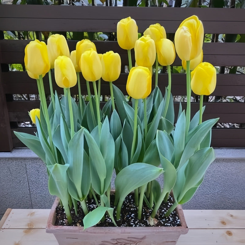 Tulip Bulbs - Pure Gold