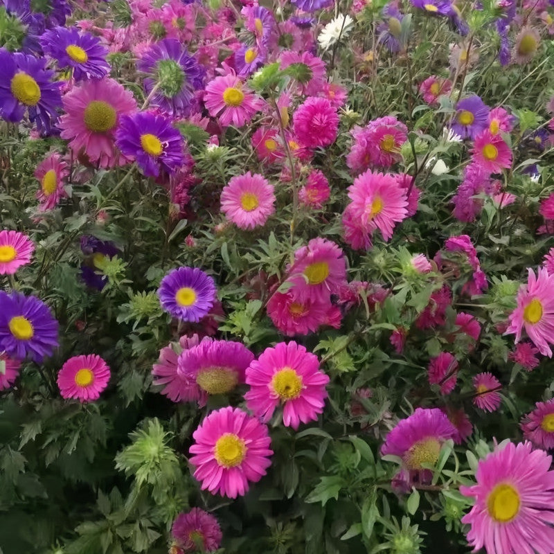 China Aster Seeds - Mix Single-petaled Larger Packet High Germination 1500-7500 Onsaleseeds