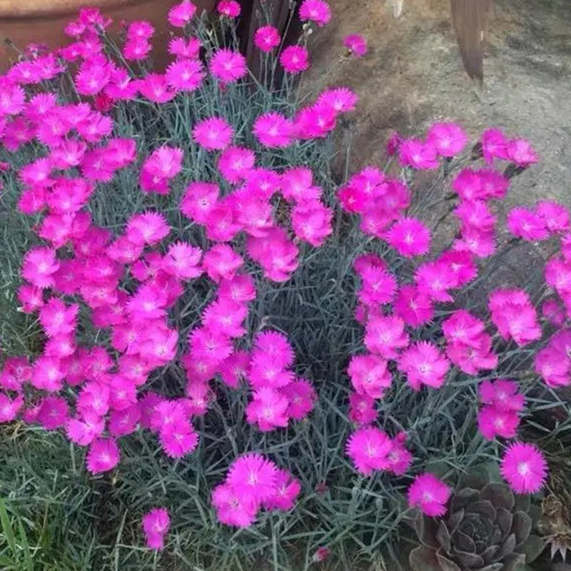 Armeria Pink Seeds up to 50%