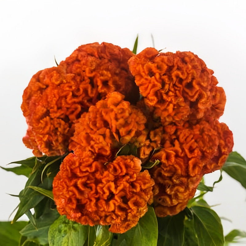 Celosia Cristata Seeds - Orange Red Larger Packet High Germination 1500-7500 Onsaleseeds