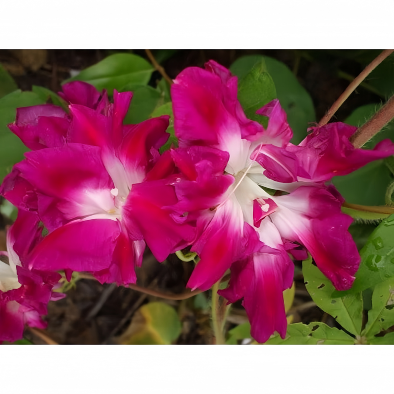 Ipomoea Seeds - Red Larger Packet High Germination 600-3000 Onsaleseeds