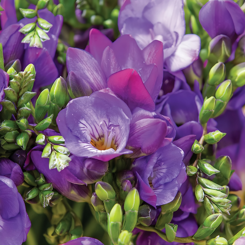 Freesia Beauty's Heart Bulbs up to 50%
