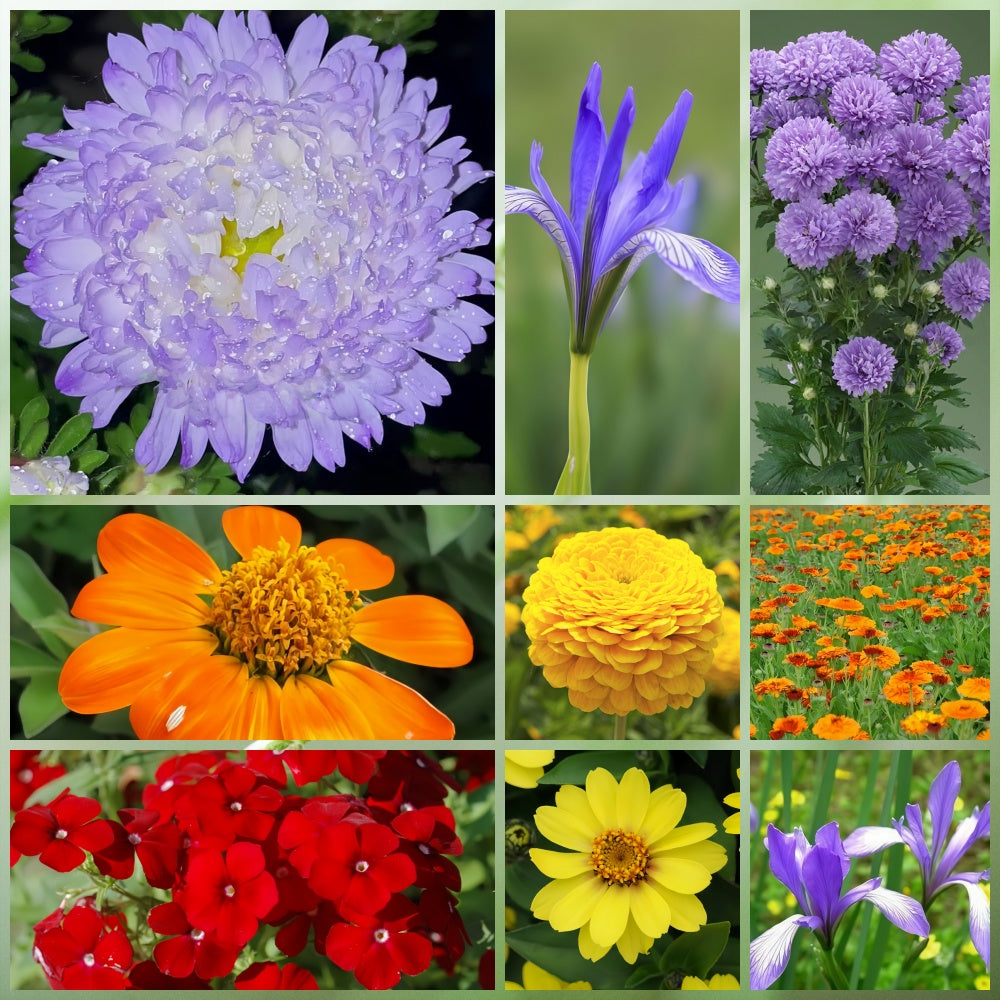 Wildflower Seeds - Seasonal Flowers Mix Includes Zinnia, China Aster, Phlox, etc.