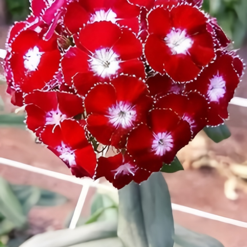 Dianthus Mix Spherical Seeds up to 50%