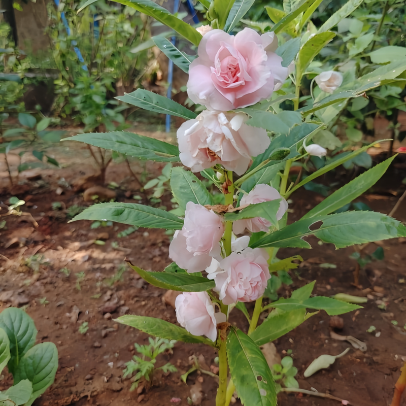 Impatiens Balsamina Seeds - Pink Larger Packet High Germination 1000-5000 Onsaleseeds