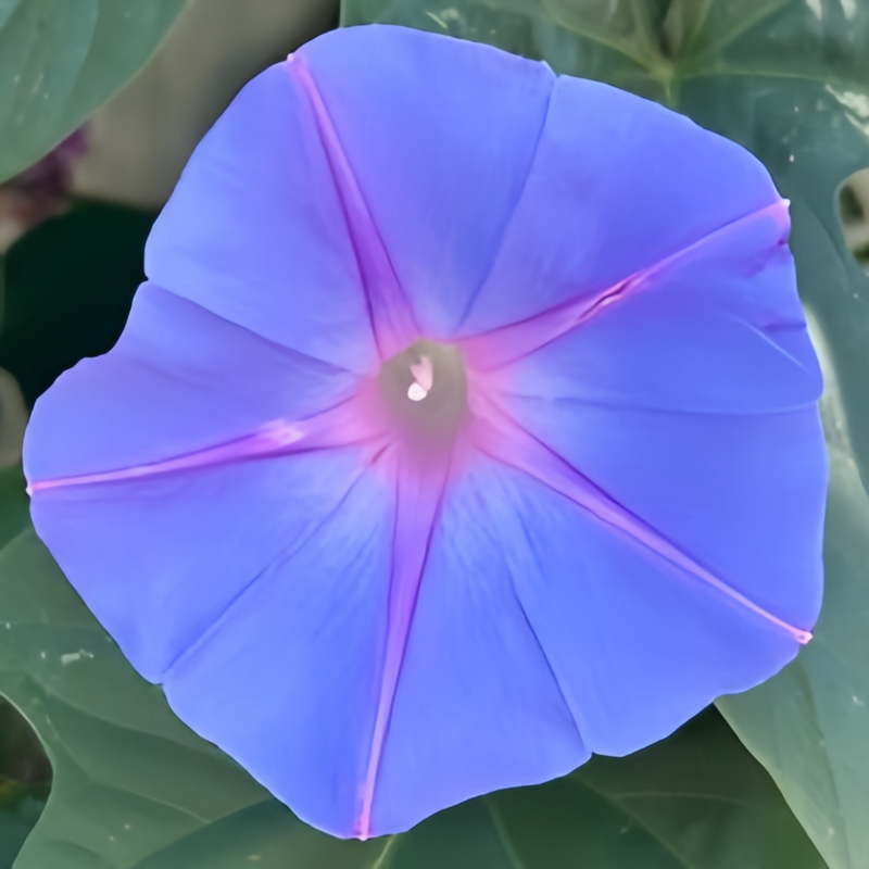 Ipomoea Seeds - Blue And White Border Larger Packet High Germination 200-1000 Onsaleseeds