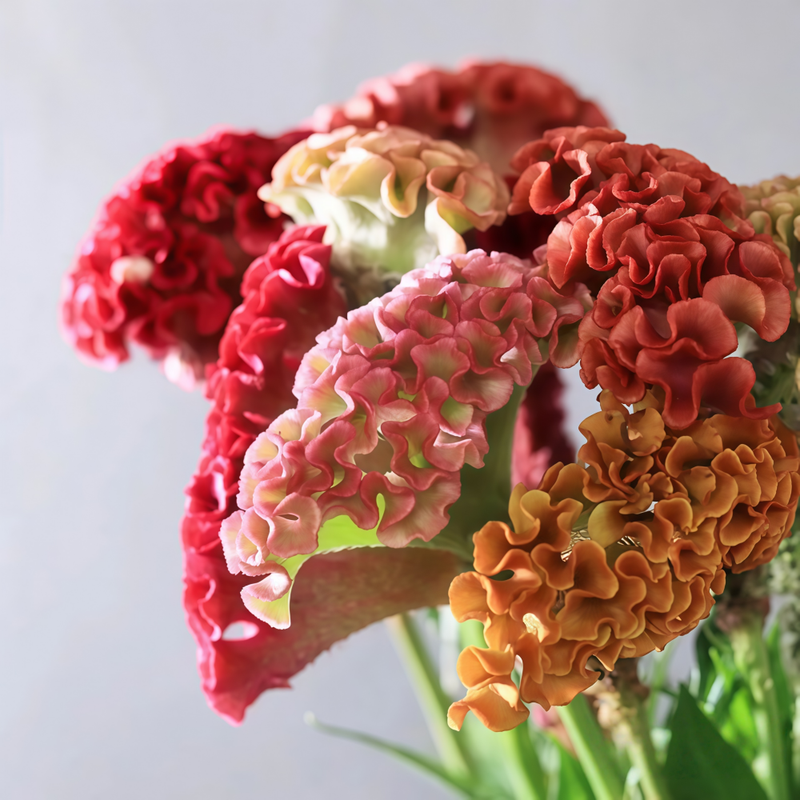 Celosia Cristata L. Seeds - Larger Packet High Germination 750-3800 Onsaleseeds