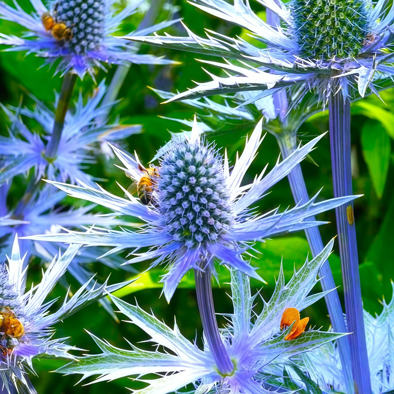 Eryngium Blue Seeds up to 50% Large Pack · 500-2500 Seeds