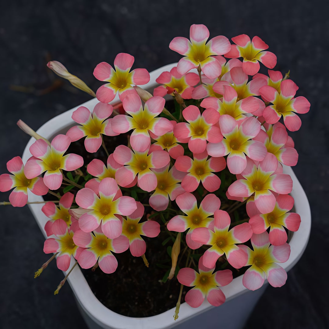 Oxalis Bulbs Collection – Pink, White, Peach Glow, Sunrise, Shy Moon, Medusa, Candy Box – Early Blooming Varieties