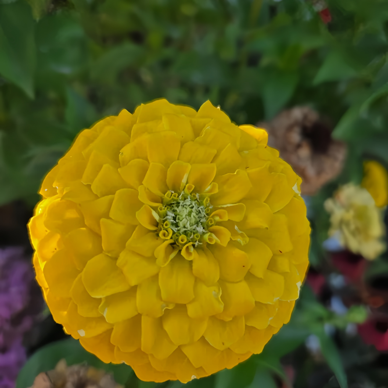 Zinnia Elegans Golden Seeds up to 50%